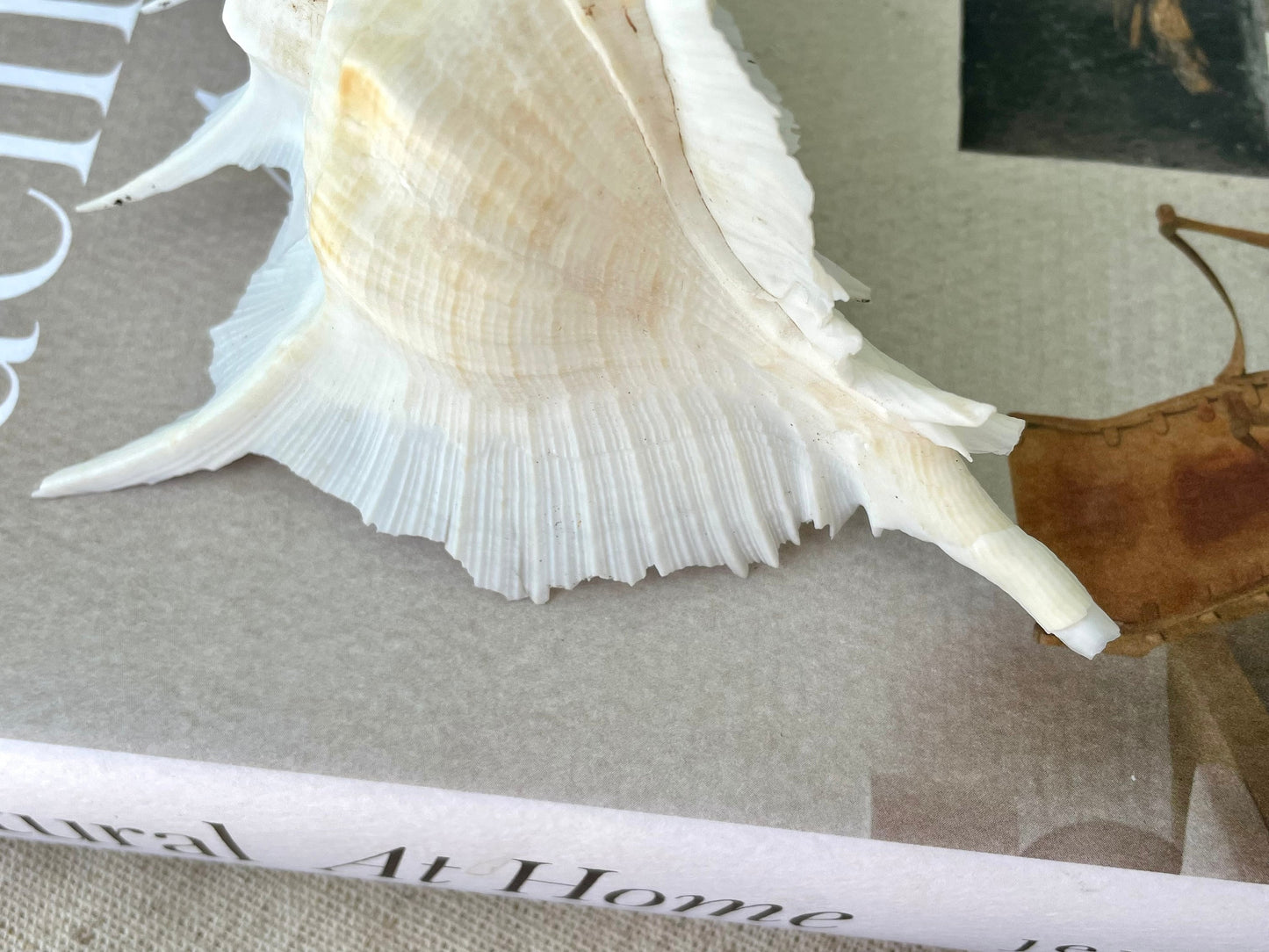 Alabaster Murex Shell 5-7" Natural Specimen Display Coastal Décor White