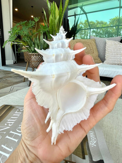 Alabaster Murex Shell 5-7" Natural Specimen Display Coastal Décor White