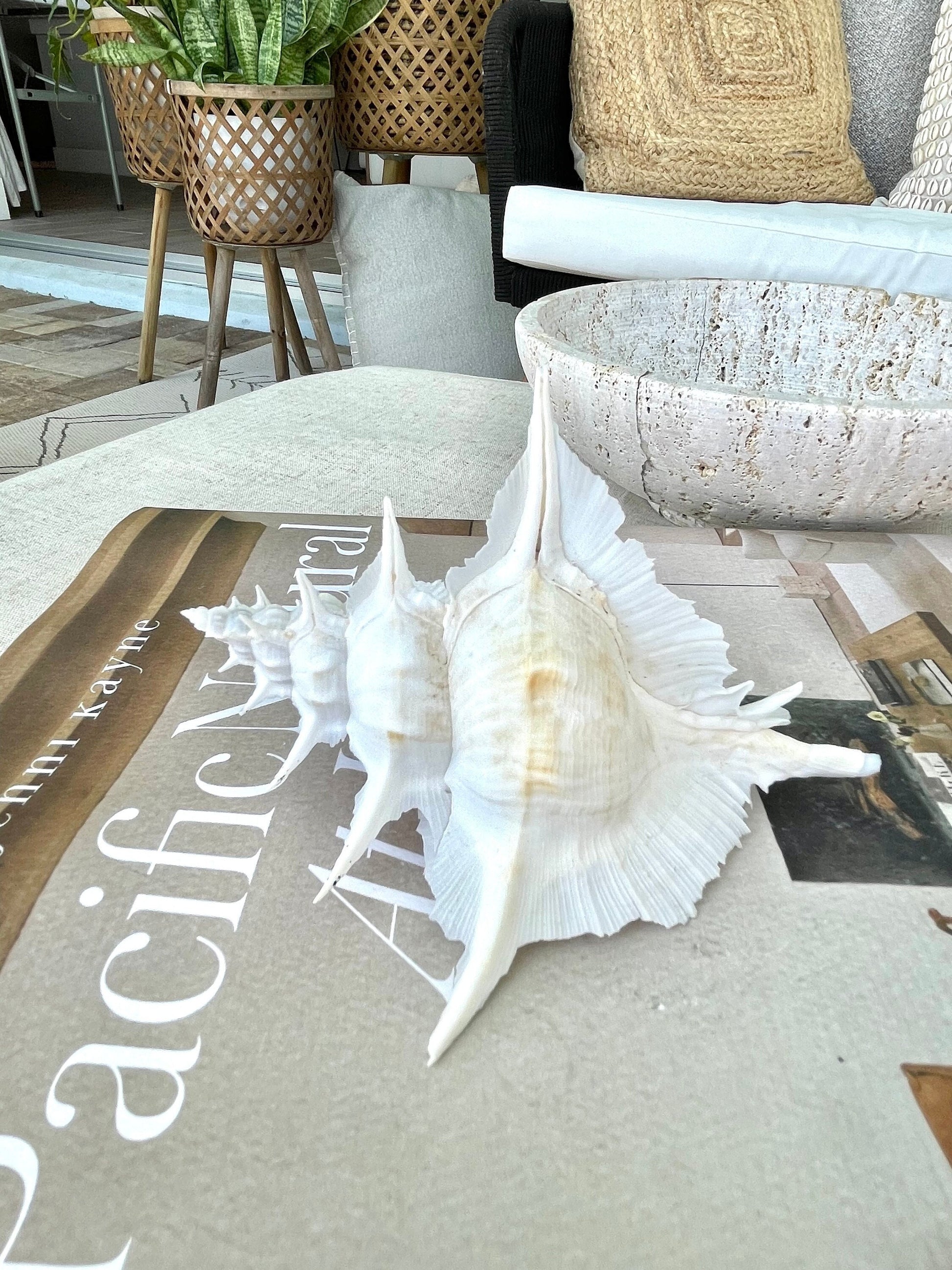 Alabaster Murex Shell 5-7" Natural Specimen Display Coastal Décor White