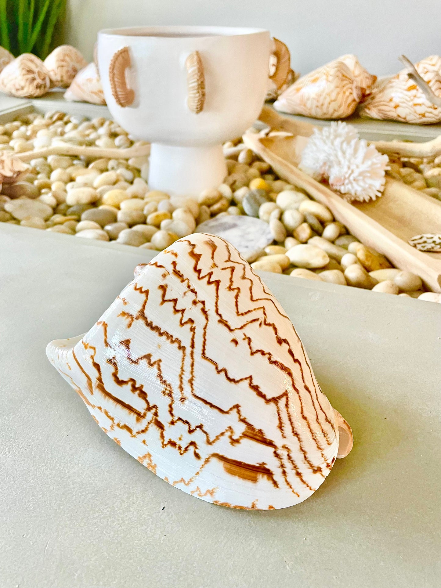 STRIPED NOBLE VOLUTE Shell *All Sizes* Natural Polished Beige Brown Shiny Seashell Coastal Beach House Décor