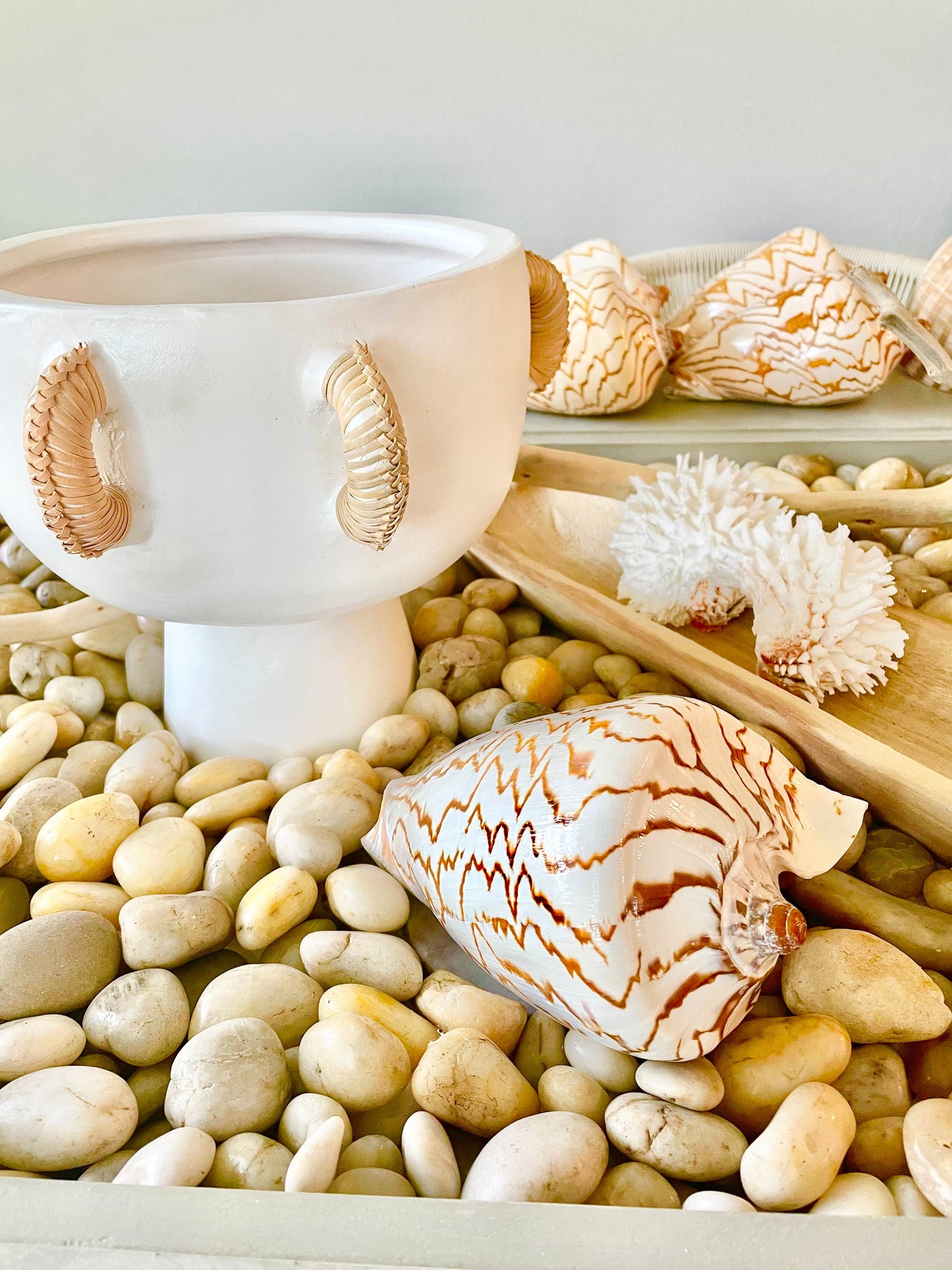 STRIPED NOBLE VOLUTE Shell *All Sizes* Natural Polished Beige Brown Shiny Seashell Coastal Beach House Décor