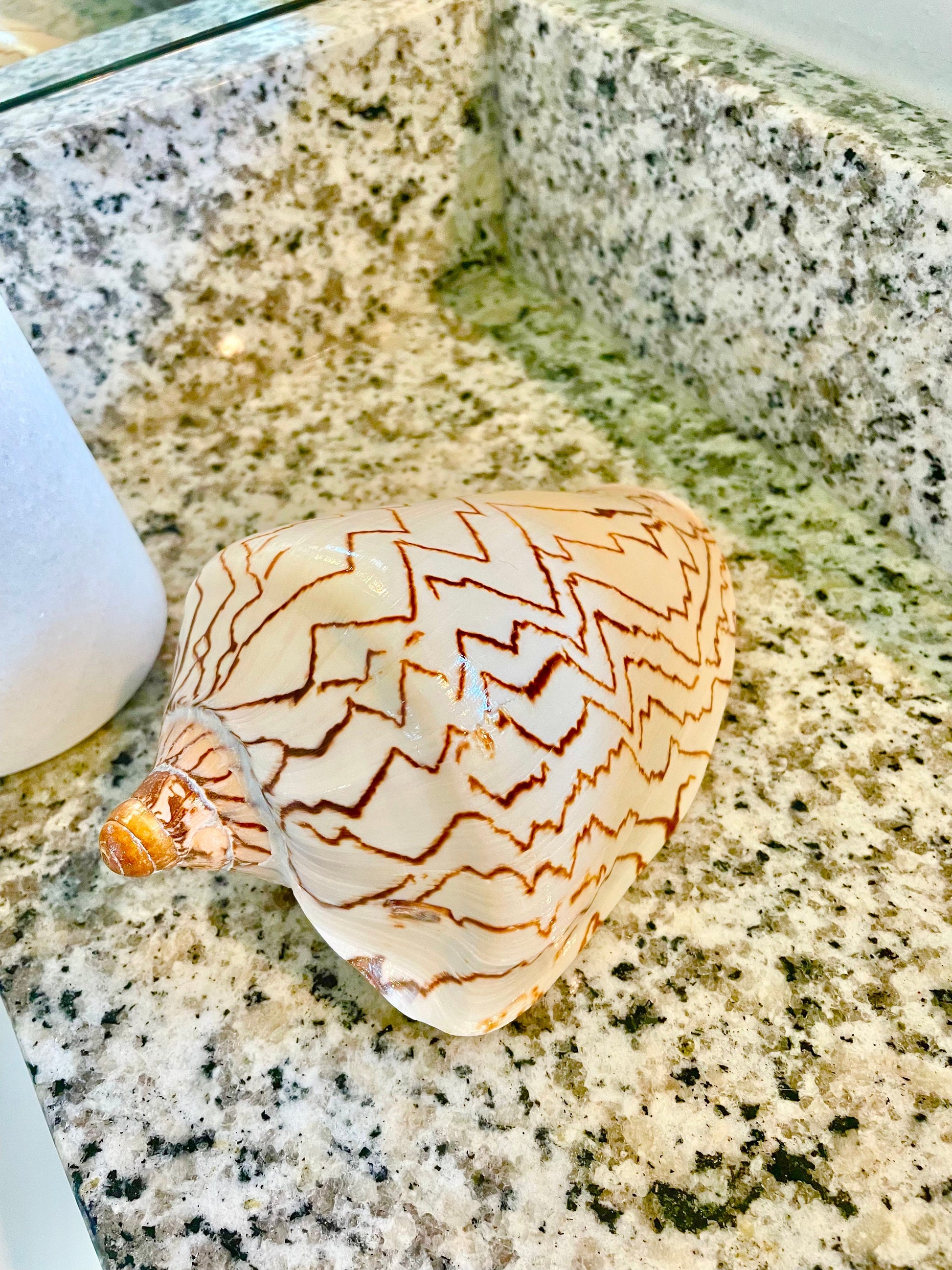 STRIPED NOBLE VOLUTE Shell *All Sizes* Natural Polished Beige Brown Shiny Seashell Coastal Beach House Décor