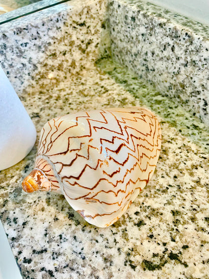 STRIPED NOBLE VOLUTE Shell *All Sizes* Natural Polished Beige Brown Shiny Seashell Coastal Beach House Décor