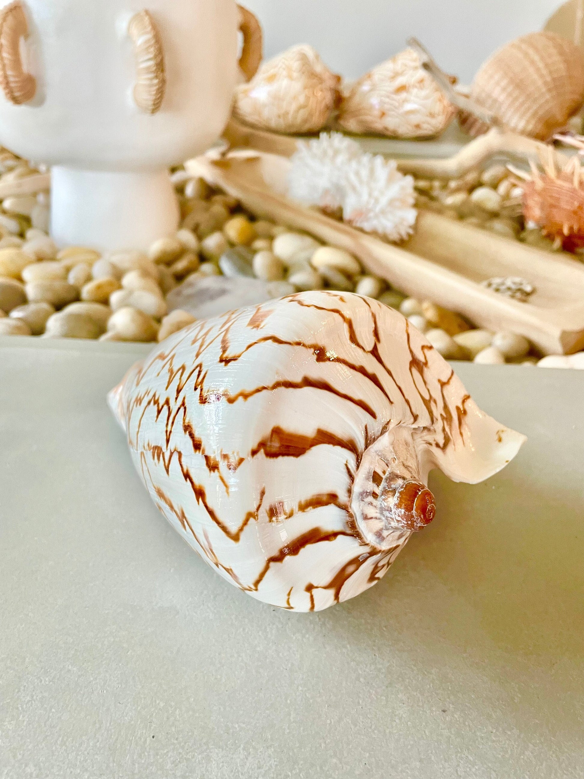 STRIPED NOBLE VOLUTE Shell *All Sizes* Natural Polished Beige Brown Shiny Seashell Coastal Beach House Décor