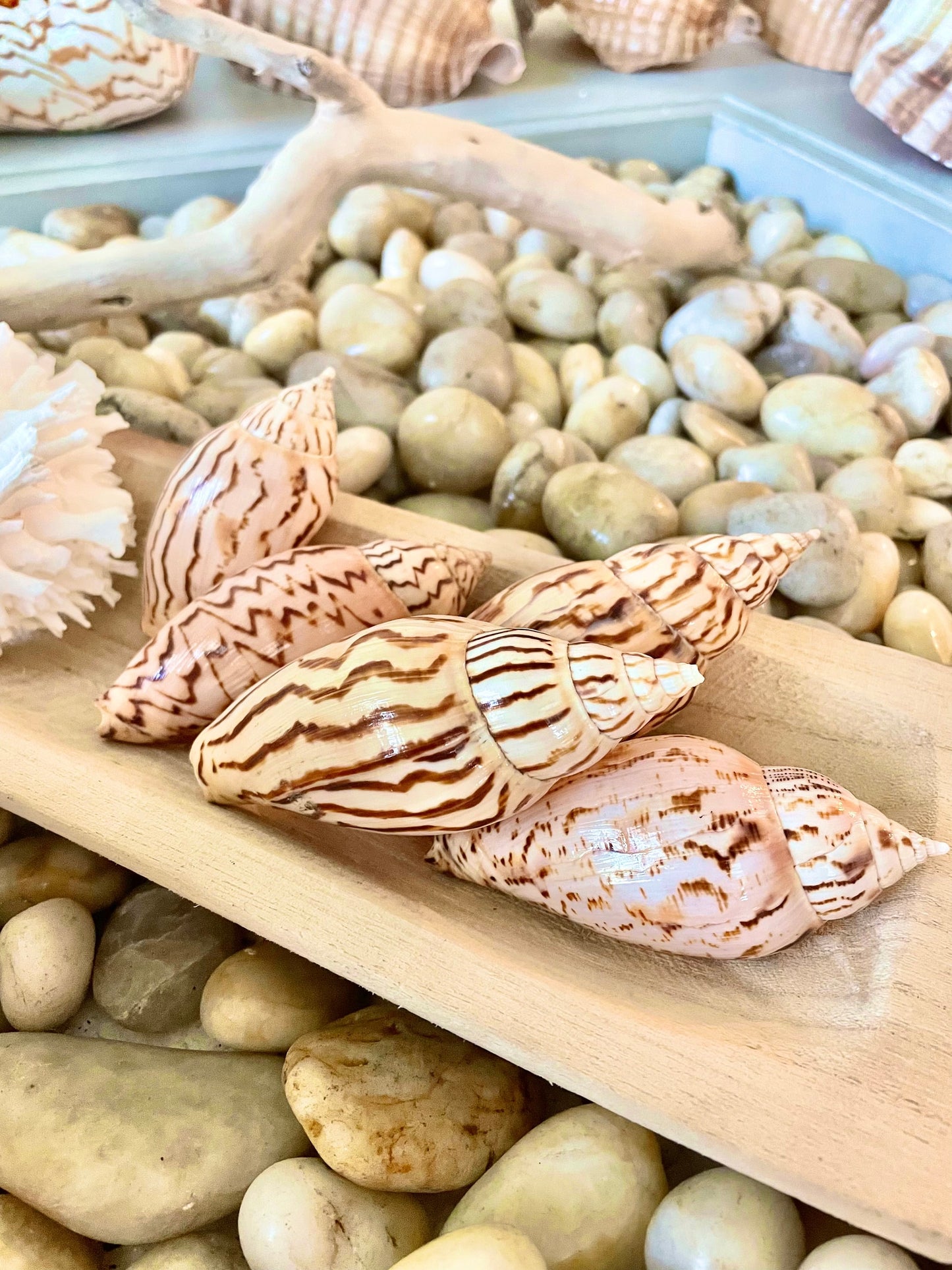 Set of 3 REAL Flag Volute Loroisi Beige Brown Patterned Seashell 3-4" Long Crafts Beach Coastal Décor Display Shell