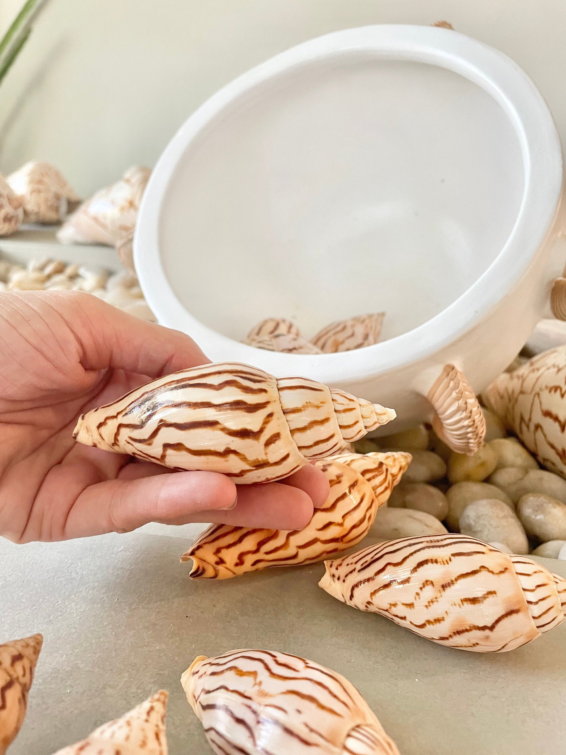 Set of 3 REAL Flag Volute Loroisi Beige Brown Patterned Seashell 3-4" Long Crafts Beach Coastal Décor Display Shell