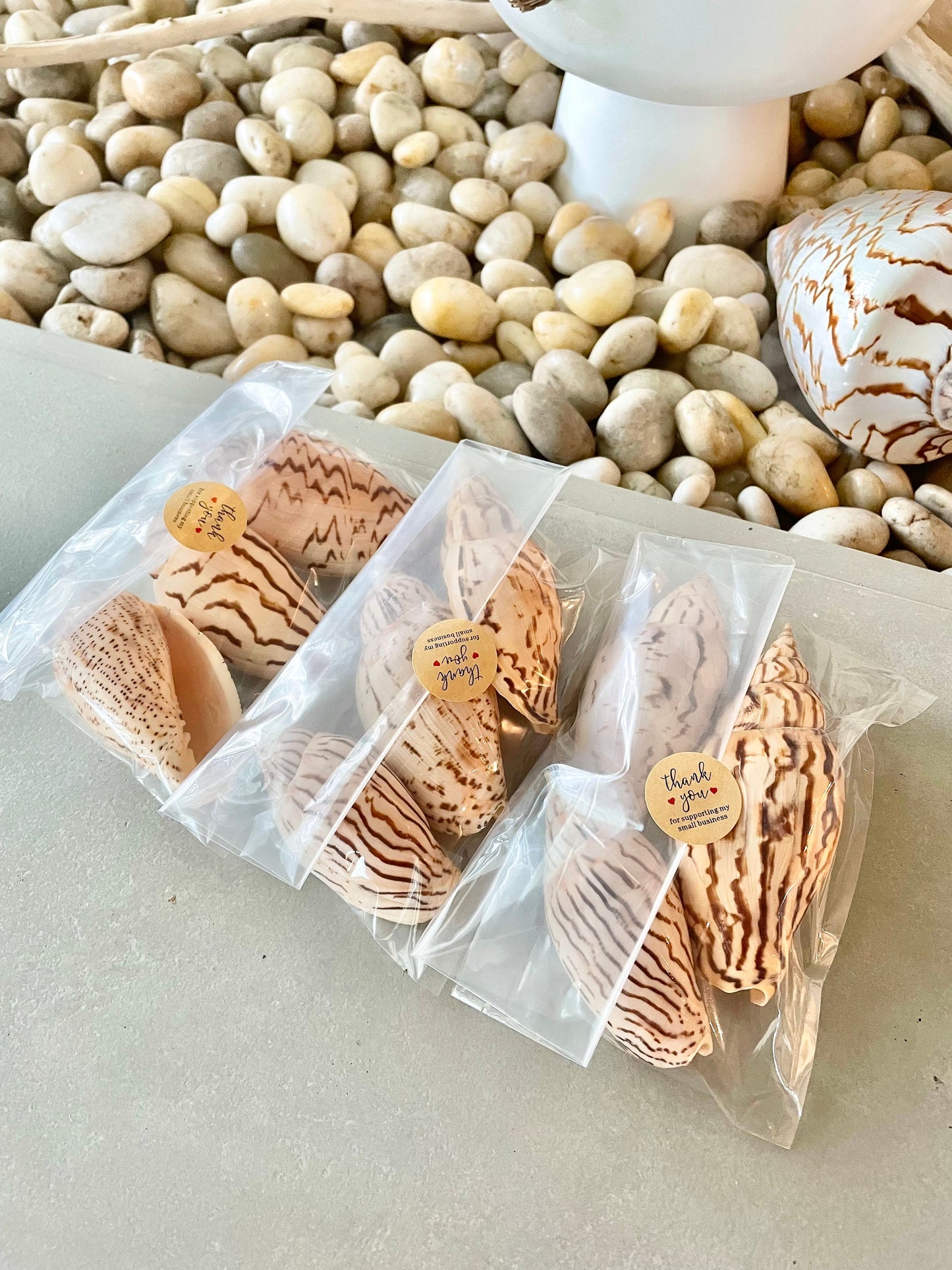 Set of 3 REAL Flag Volute Loroisi Beige Brown Patterned Seashell 3-4" Long Crafts Beach Coastal Décor Display Shell