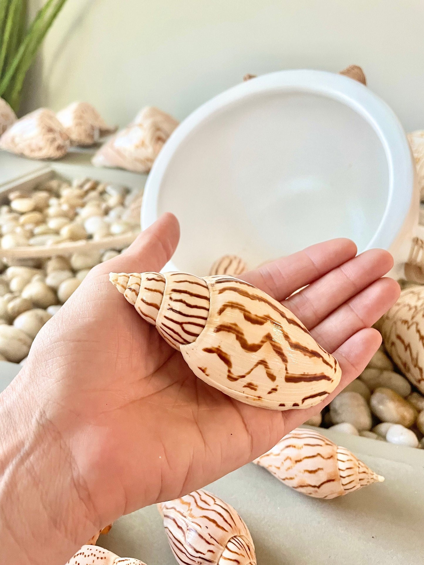 Flag Volute Seashells (Set of 3), 3-4" Beige Brown Patterned Shells, Coastal Décor