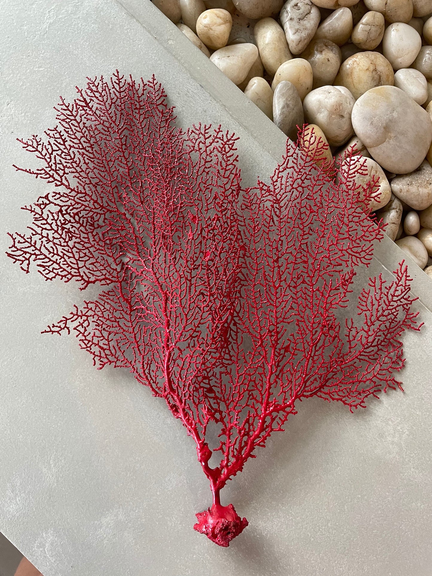 Natural Dried Real Sea Fans Painted RED 8-20" You Choose Size Ocean Reef Decoration Natural Beach Coastal Décor Display