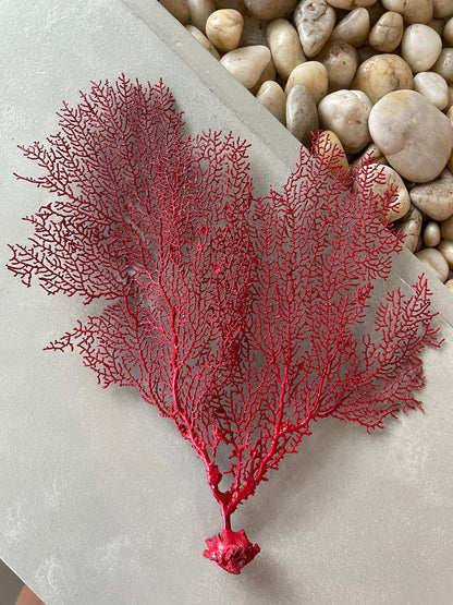 Natural Dried Real Sea Fans Painted RED 8-20" You Choose Size Ocean Reef Decoration Natural Beach Coastal Décor Display
