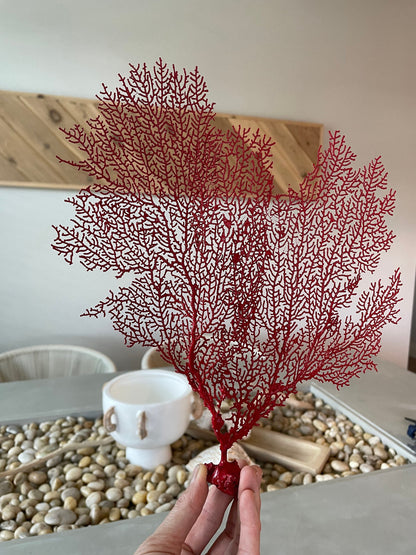 Red Sea Fan 10-16" *You Choose Size* Natural Hand Painted Coastal Décor