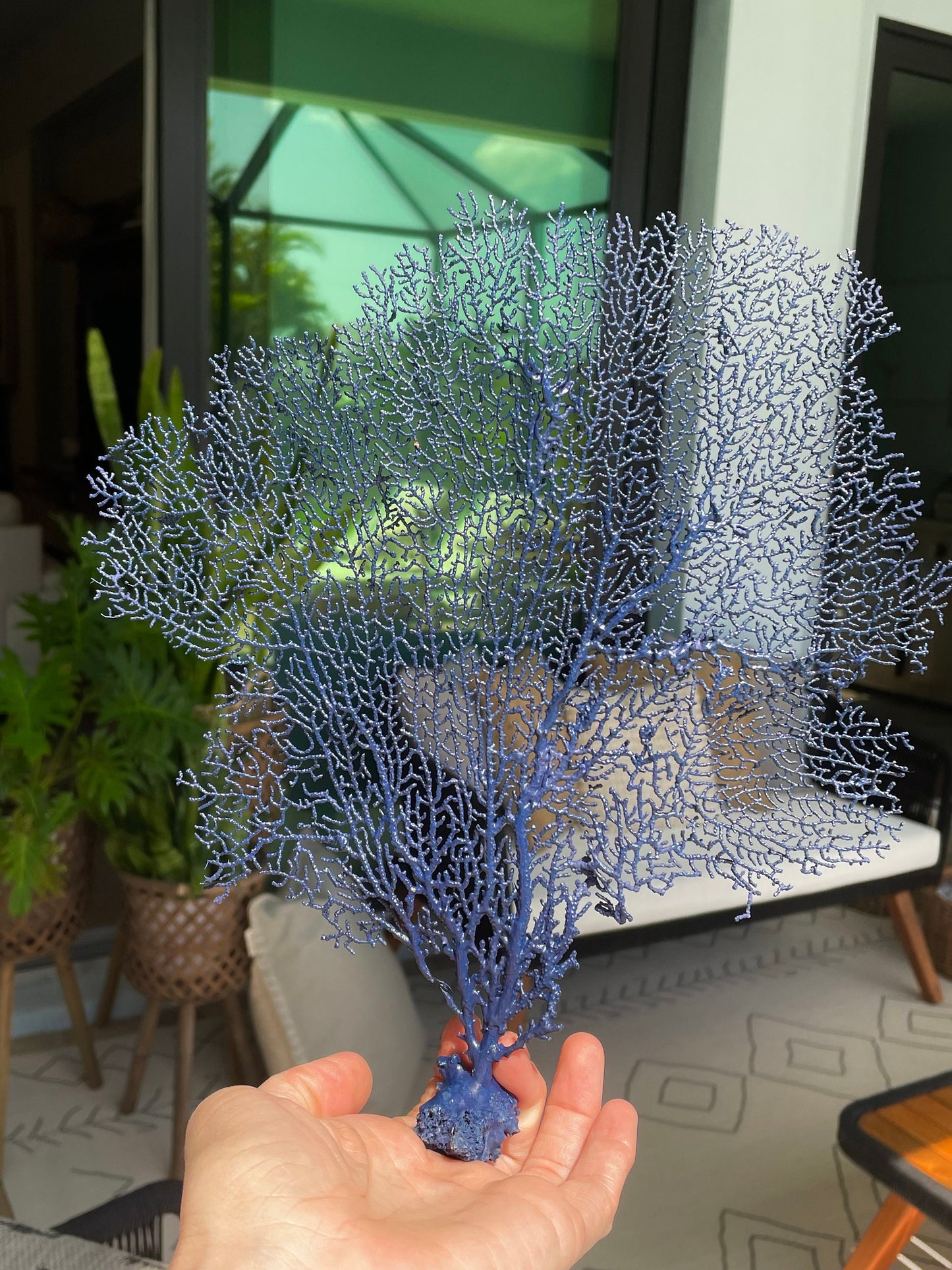 Natural Dried Real Sea Fans Painted NAVY BLUE 8-20" You Choose Size Ocean Reef Decoration Natural Beach Coastal Décor Display