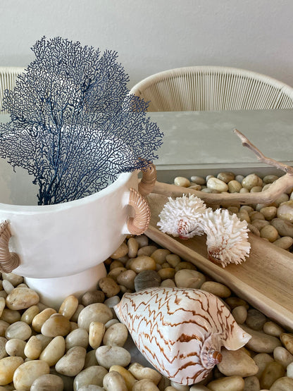 Natural Dried Real Sea Fans Painted NAVY BLUE 8-20" You Choose Size Ocean Reef Decoration Natural Beach Coastal Décor Display