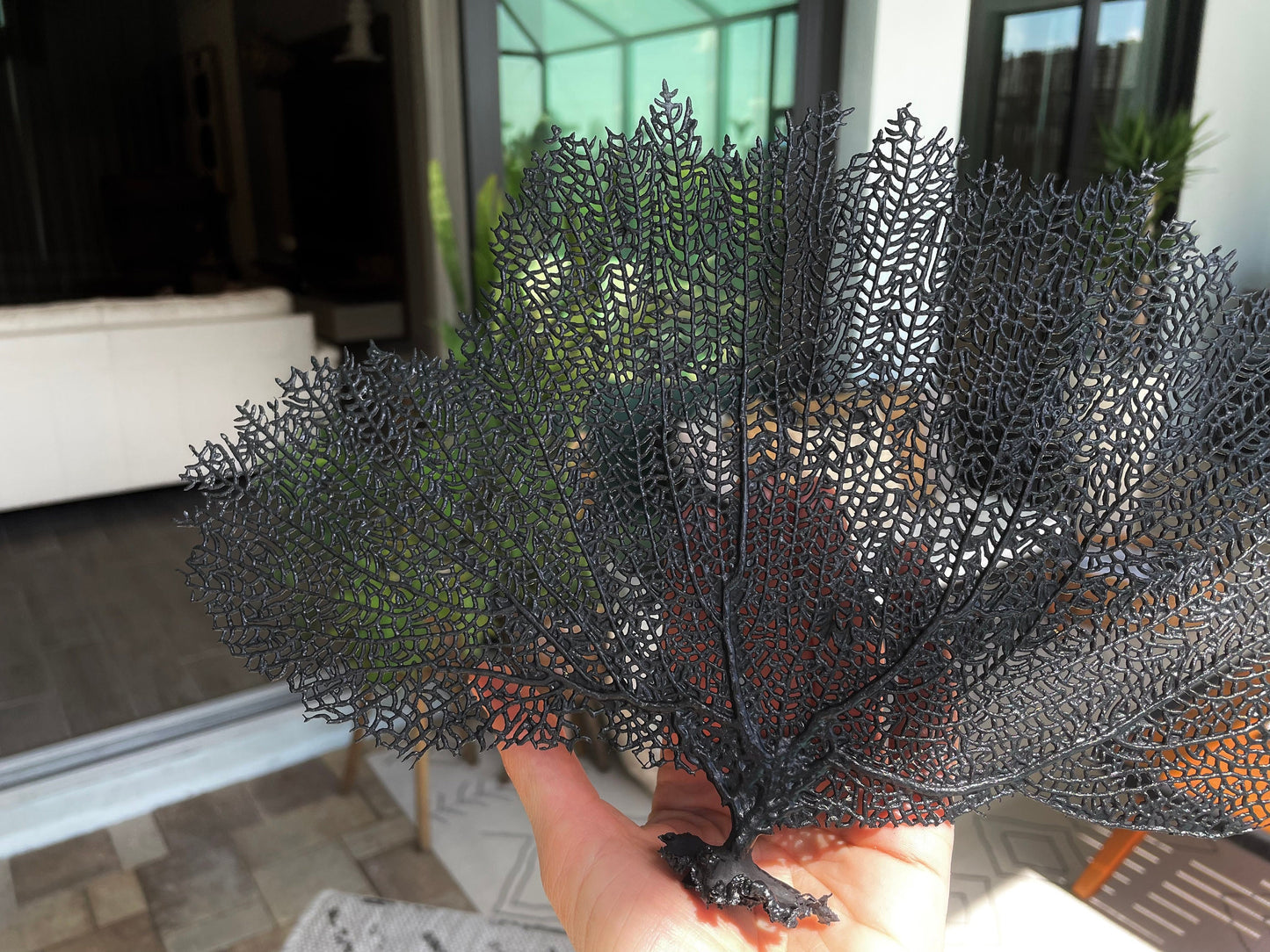 Natural Dried Real Sea Fans Painted BLACK 8-20" You Choose Size Ocean Reef Decoration Natural Beach Coastal Décor Display