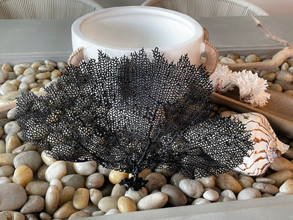 Natural Dried Real Sea Fans Painted BLACK 8-20" You Choose Size Ocean Reef Decoration Natural Beach Coastal Décor Display