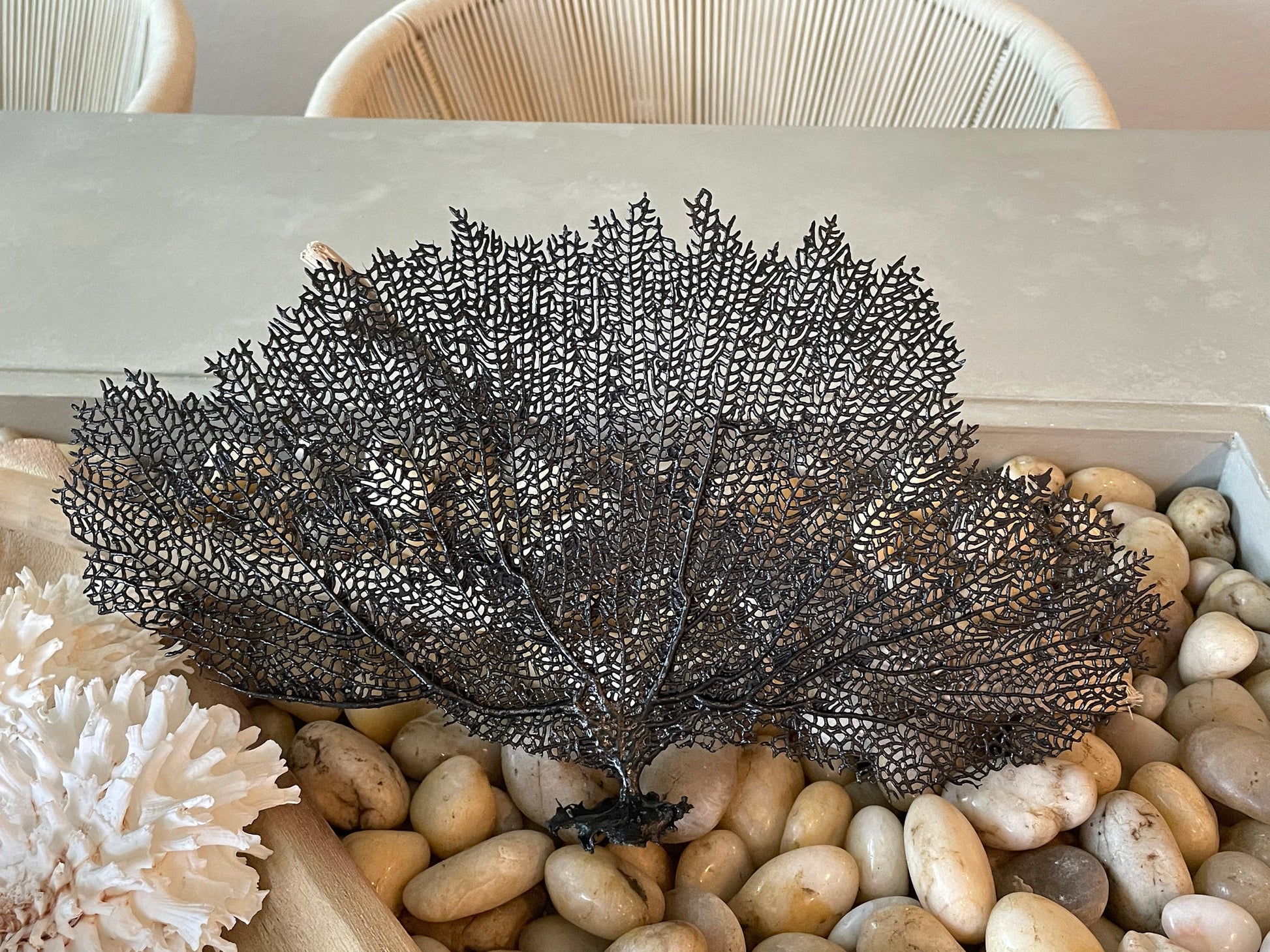 Natural Dried Real Sea Fans Painted BLACK 8-20" You Choose Size Ocean Reef Decoration Natural Beach Coastal Décor Display