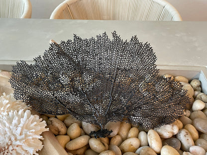 Natural Dried Real Sea Fans Painted BLACK 8-20" You Choose Size Ocean Reef Decoration Natural Beach Coastal Décor Display