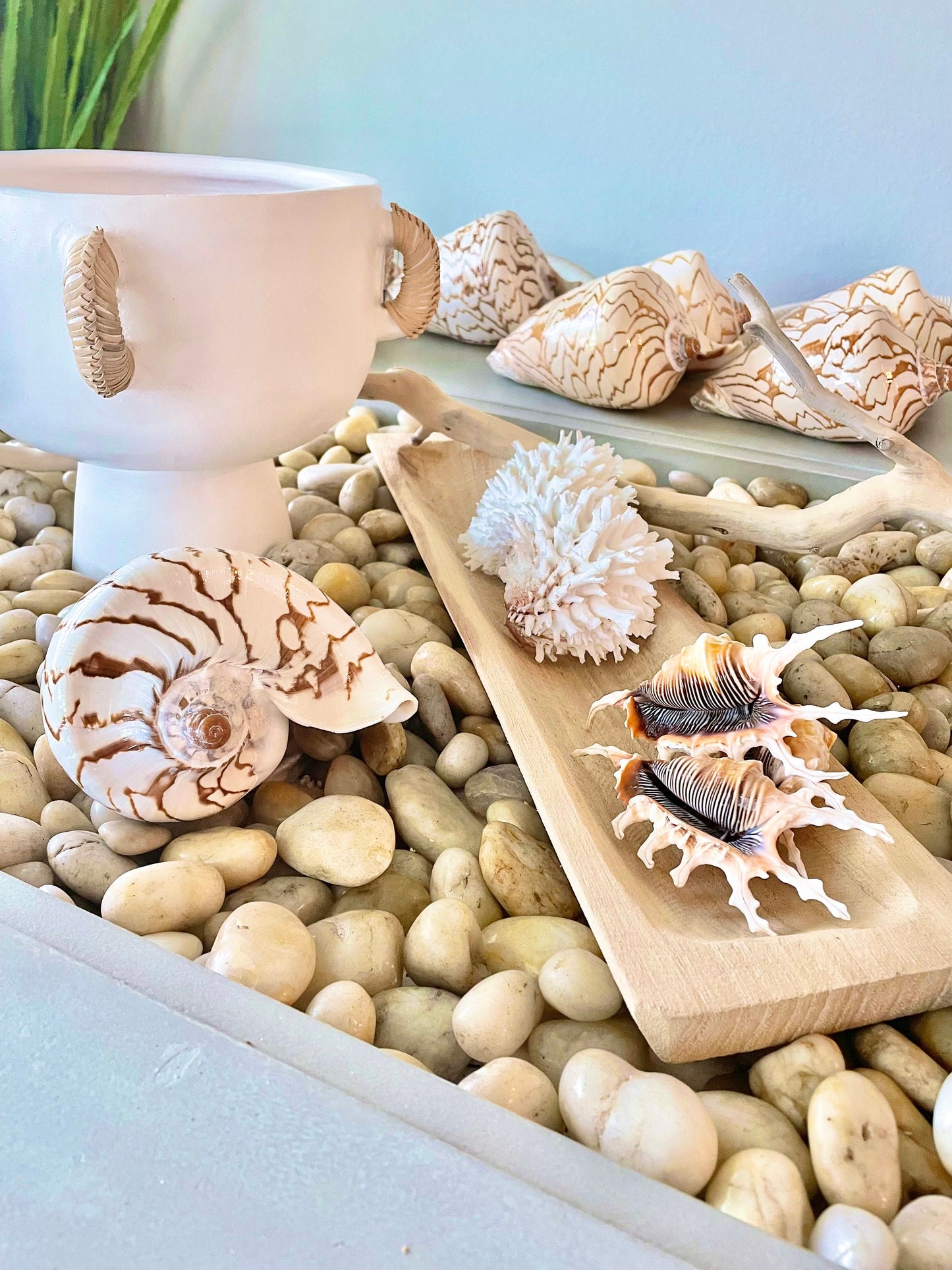 Scorpion Spider Conch Seashell Set of 3, 4-5" Coastal Décor Shells