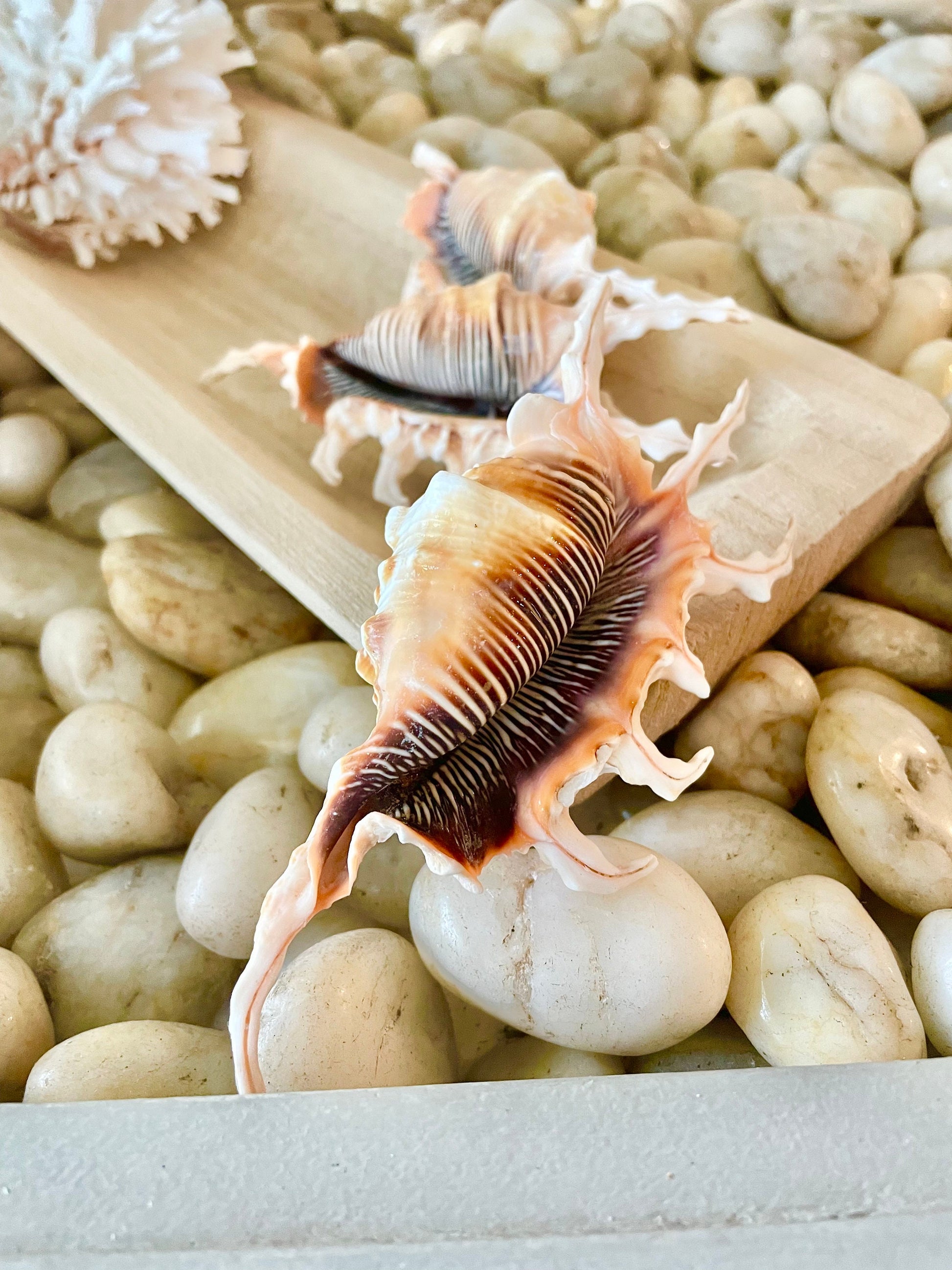 SCORPION LAMBIS SPIDER Shells * Set of 3* 4-5" Natural Conch Display Seashell Coastal Collector Beach Home Décor Crafts