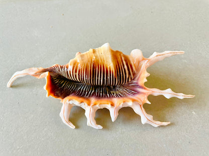 Scorpion Spider Conch Seashell Set of 3, 4-5" Coastal Décor Shells