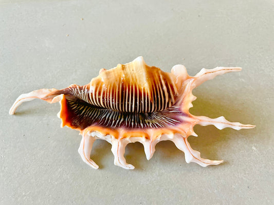 Scorpion Spider Conch Seashell Set of 3, 4-5" Coastal Décor Shells