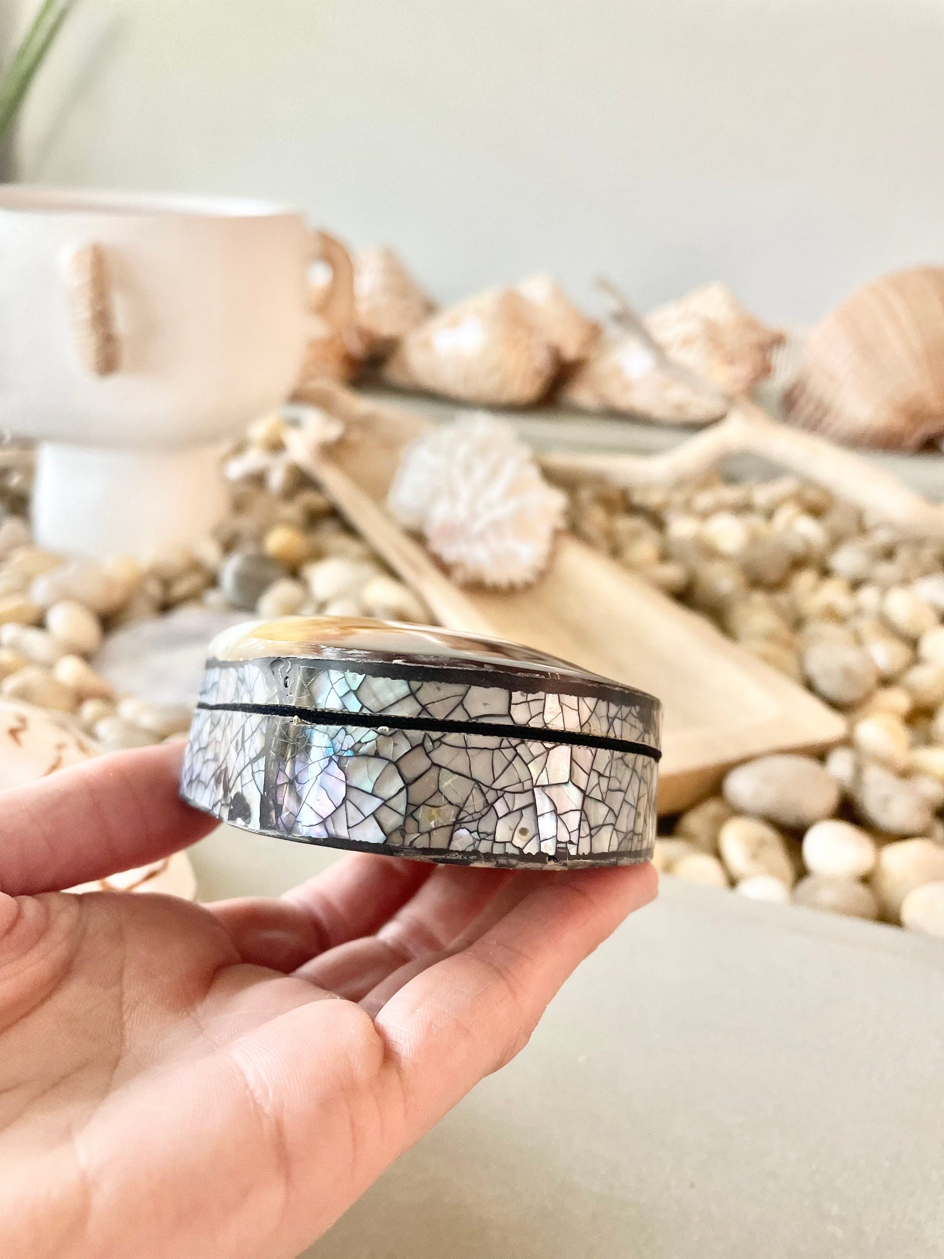 Coastal Gift Box Black Lip 4" Shell Irredescent Seashell Jewelry Beach Décor