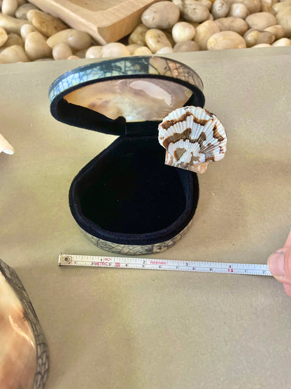 Coastal Gift Box Black Lip Shell Irredescent Seashell Jewelry Box Trinket Dish 4" Beach Décor Mother of Pearl Abalone