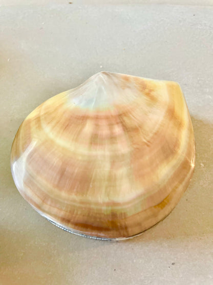 Coastal Gift Box Black Lip Shell Irredescent Seashell Jewelry Box Trinket Dish 4" Beach Décor Mother of Pearl Abalone