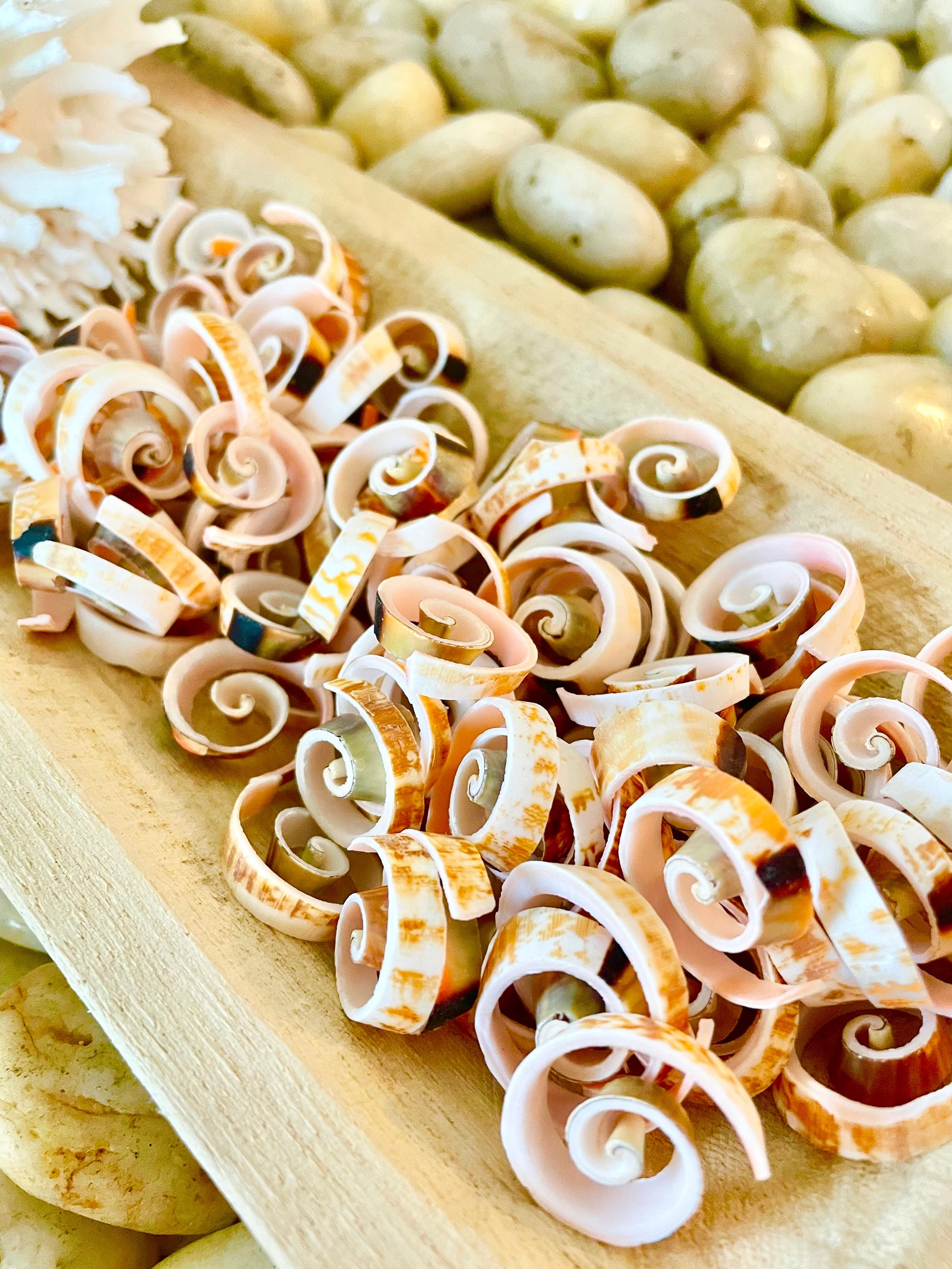 SWIRLY SPIRAL CUT Shells *100 Slices* .75-1" Natural Pink Color Small Craft Seashells Strombus Bulk Coastal Beach Home Décor