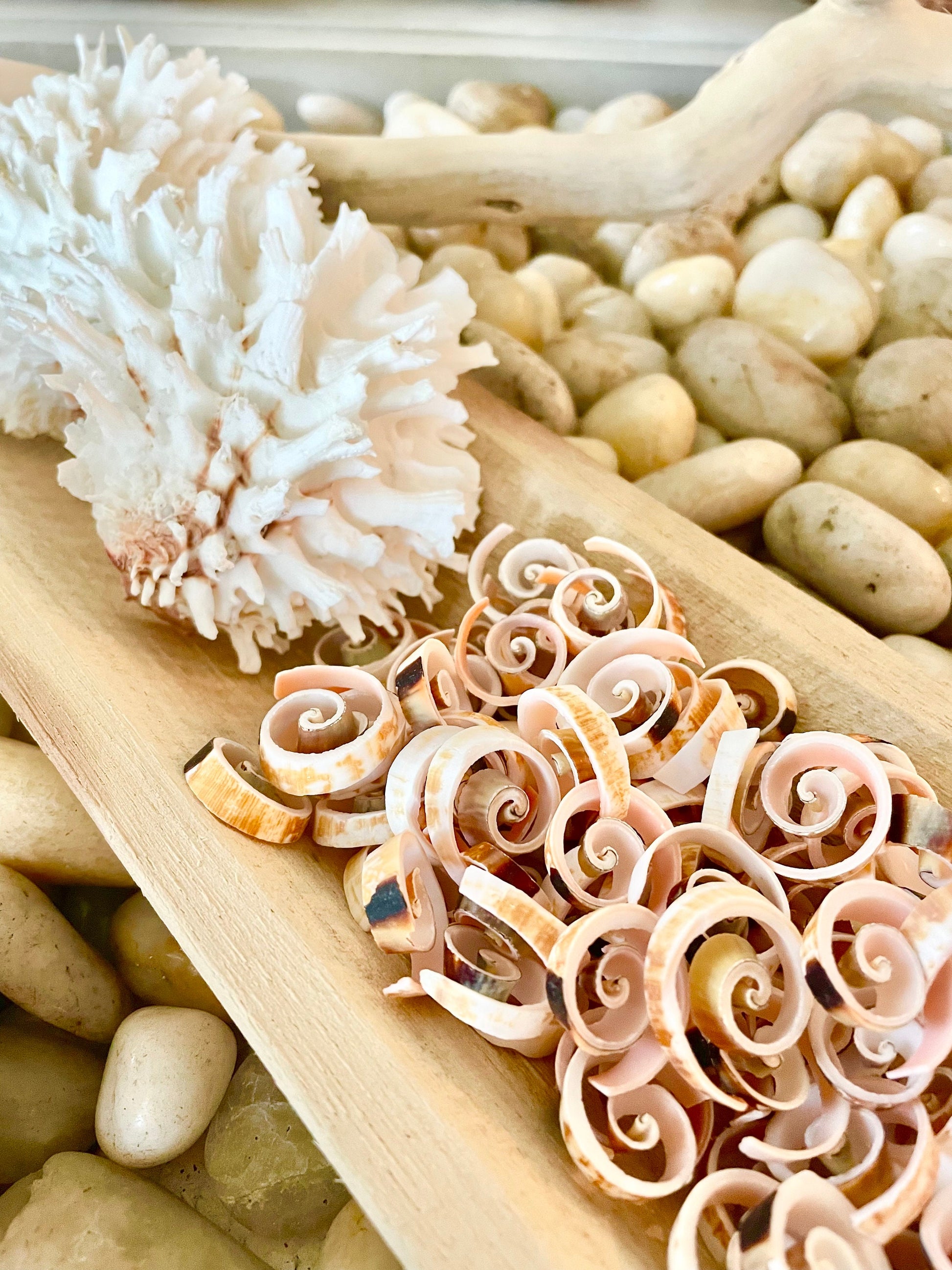 SWIRLY SPIRAL CUT Shells *100 Slices* .75-1" Natural Pink Color Small Craft Seashells Strombus Bulk Coastal Beach Home Décor
