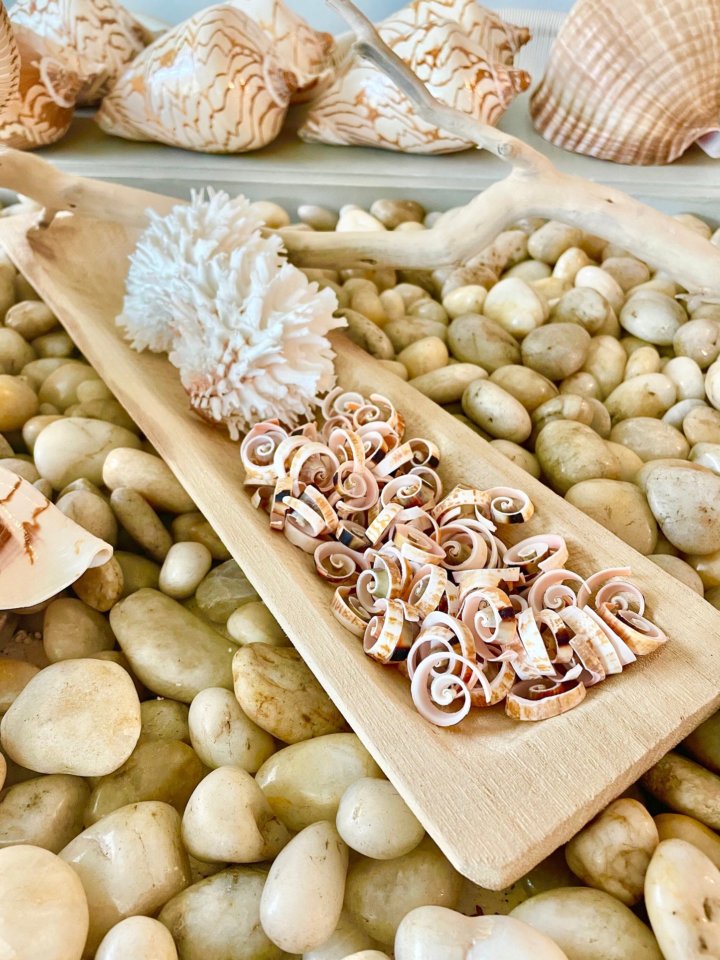 SWIRLY SPIRAL CUT Shells *100 Slices* .75-1" Natural Pink Color Small Craft Seashells Strombus Bulk Coastal Beach Home Décor