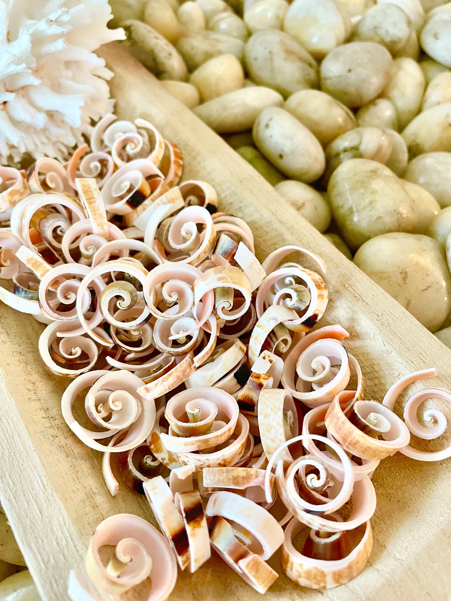SWIRLY SPIRAL CUT Shells *100 Slices* .75-1" Natural Pink Color Small Craft Seashells Strombus Bulk Coastal Beach Home Décor