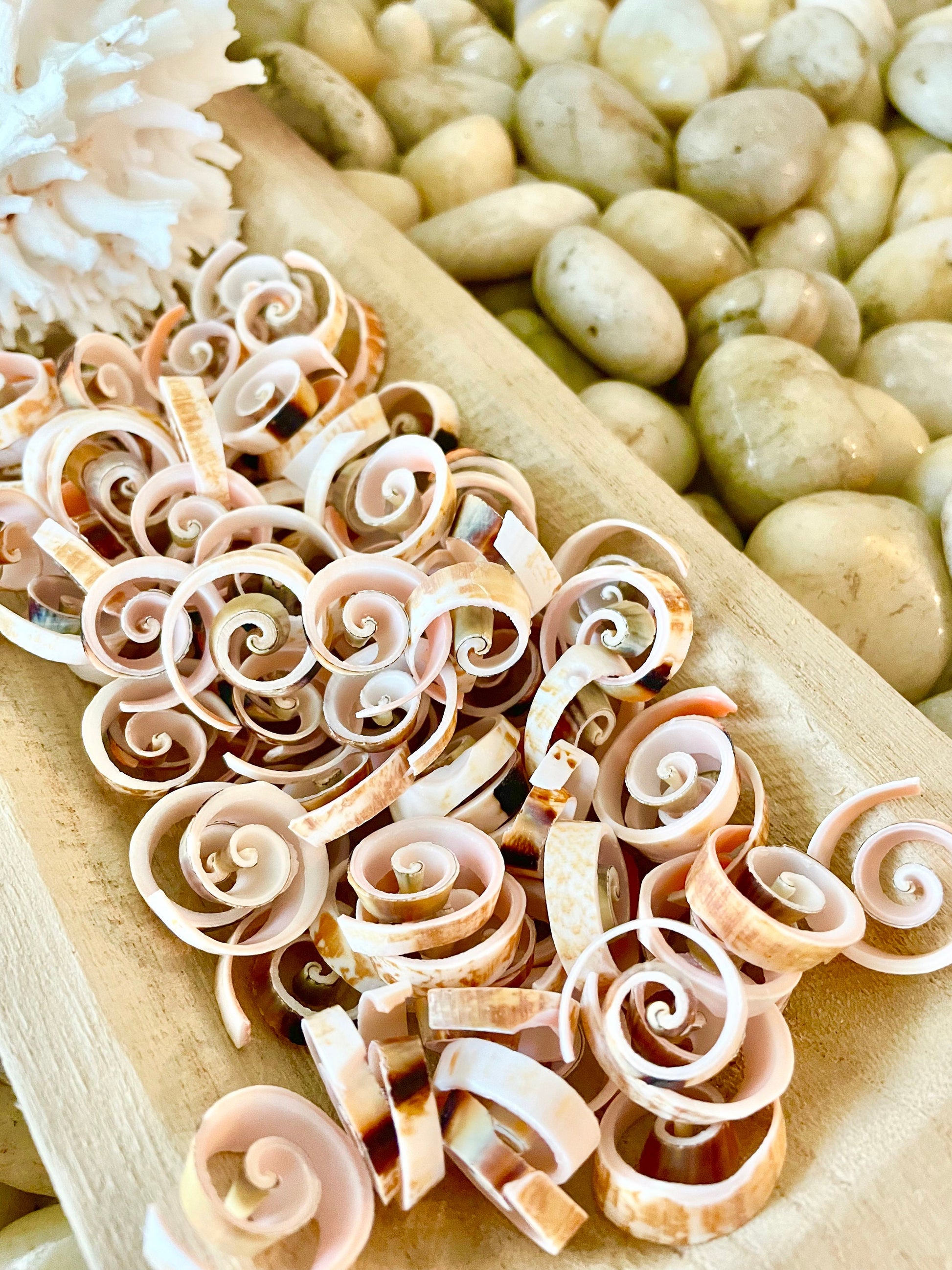SWIRLY SPIRAL CUT Shells *100 Slices* .75-1" Natural Pink Color Small Craft Seashells Strombus Bulk Coastal Beach Home Décor