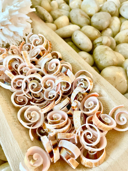 SWIRLY SPIRAL CUT Shells *100 Slices* .75-1" Natural Pink Color Small Craft Seashells Strombus Bulk Coastal Beach Home Décor