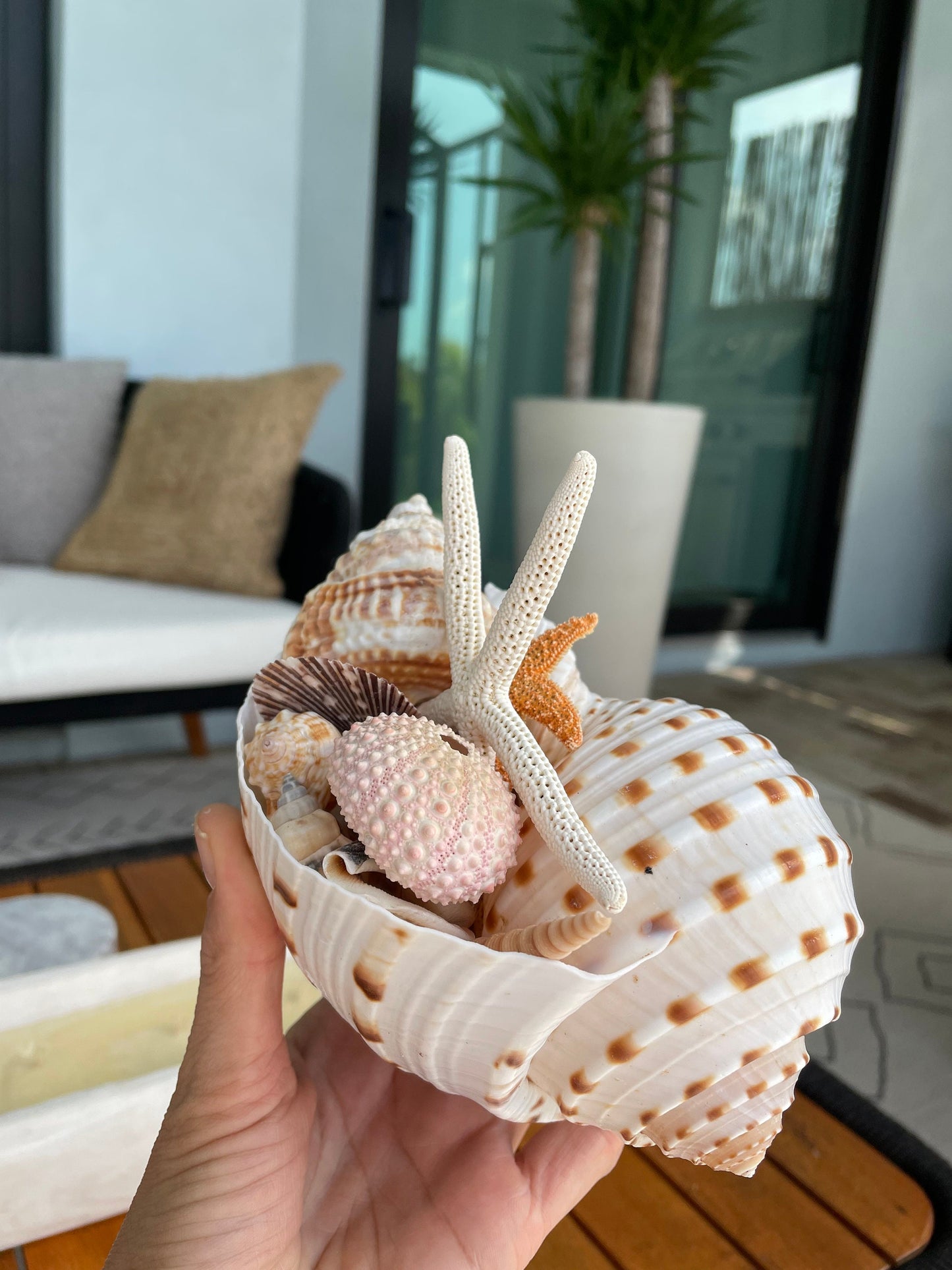 Over Stuffed Spotted Tun Tonna Seashell, Unique Coastal Gift, Shells, Starfish, Urchins and more...