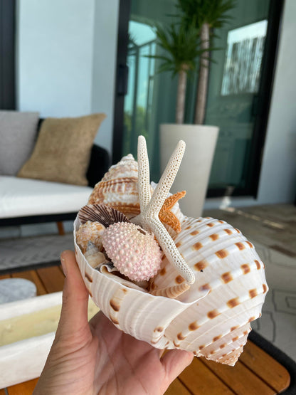 Over Stuffed Spotted Tun Tonna Seashell, Unique Coastal Gift, Shells, Starfish, Urchins and more...