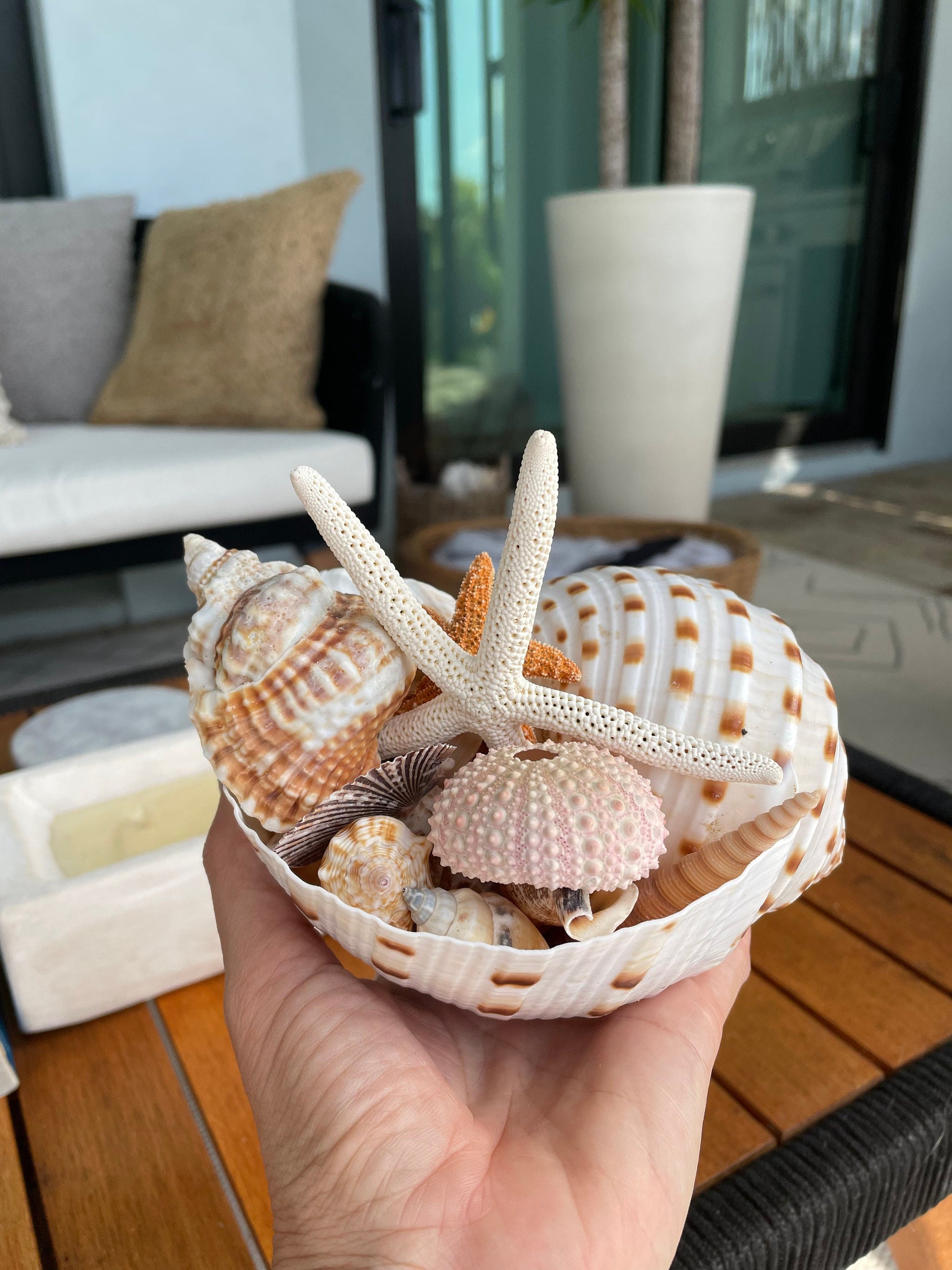 MYSTERY STUFFED SEASHELL Seashells, Sea Glass, Starfish, Urchins, Sand dollars and more coastal décor mix