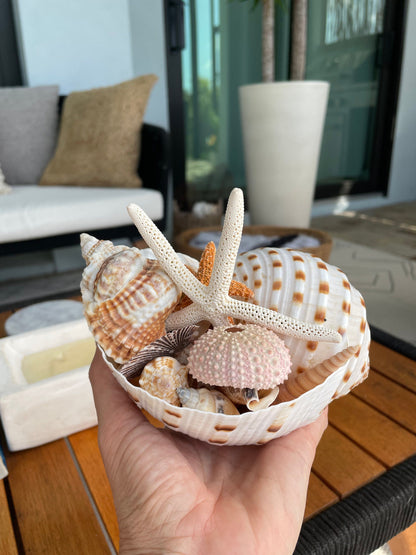Over Stuffed Spotted Tun Tonna Seashell, Unique Coastal Gift, Shells, Starfish, Urchins and more...
