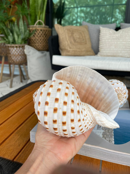 Over Stuffed Spotted Tun Tonna Seashell, Unique Coastal Gift, Shells, Starfish, Urchins and more...