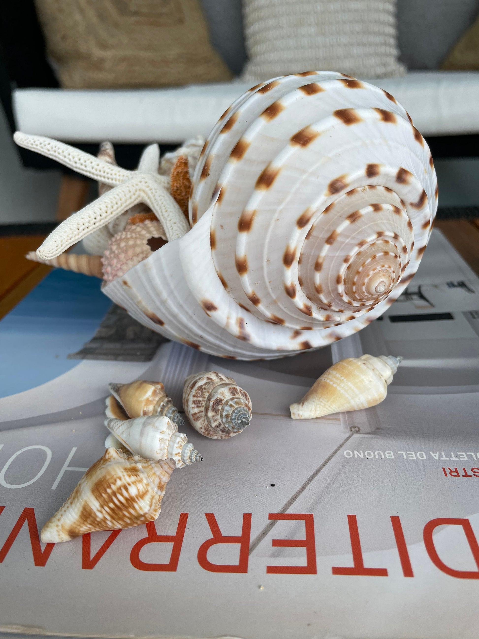 Over Stuffed Spotted Tun Tonna Seashell, Unique Coastal Gift, Shells, Starfish, Urchins and more...