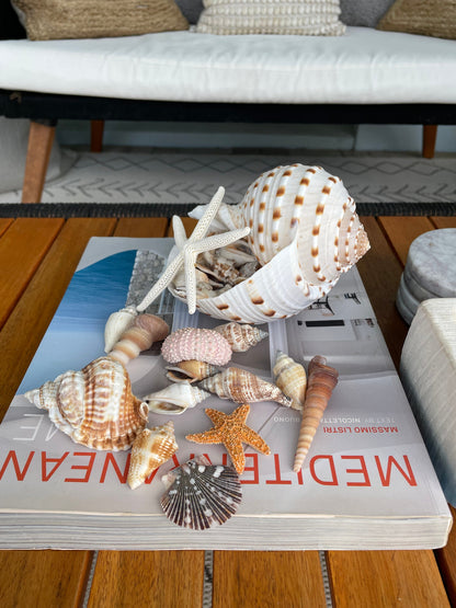 Over Stuffed Spotted Tun Tonna Seashell, Unique Coastal Gift, Shells, Starfish, Urchins and more...