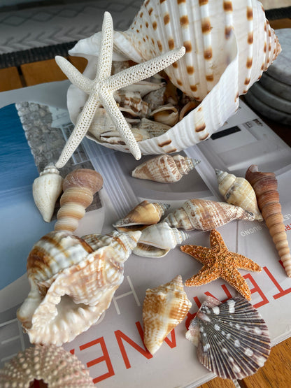 MYSTERY STUFFED SEASHELL Seashells, Sea Glass, Starfish, Urchins, Sand dollars and more coastal décor mix