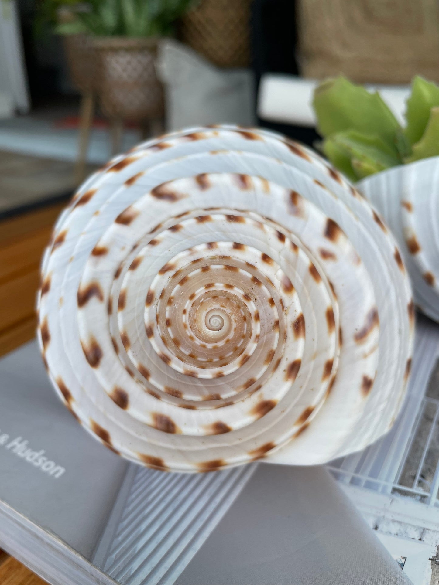 Spotted Mosaic Tun Shell: 2-6" Natural Seashell, Beach Decor