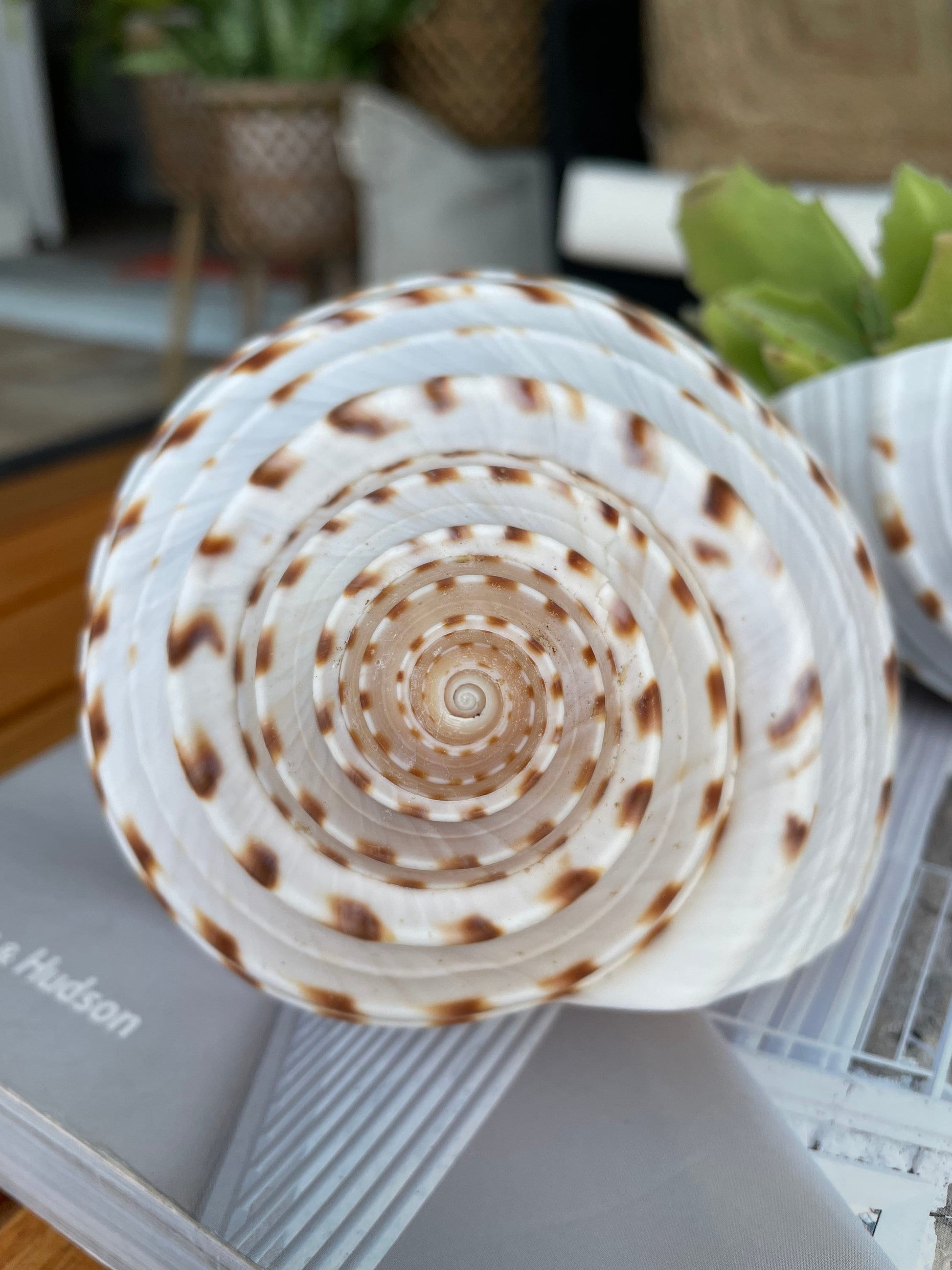 Spotted Mosaic Tun Shell: 2-6" Natural Seashell, Beach Decor