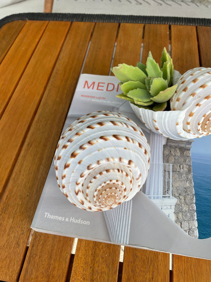 Spotted Mosaic Tun Shell: 2-6" Natural Seashell, Beach Decor