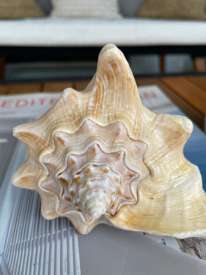 GOLDEN MILK CONCH Shell *All Sizes* Florida Keys Natural Display Seashell Coastal Beach Home Décor