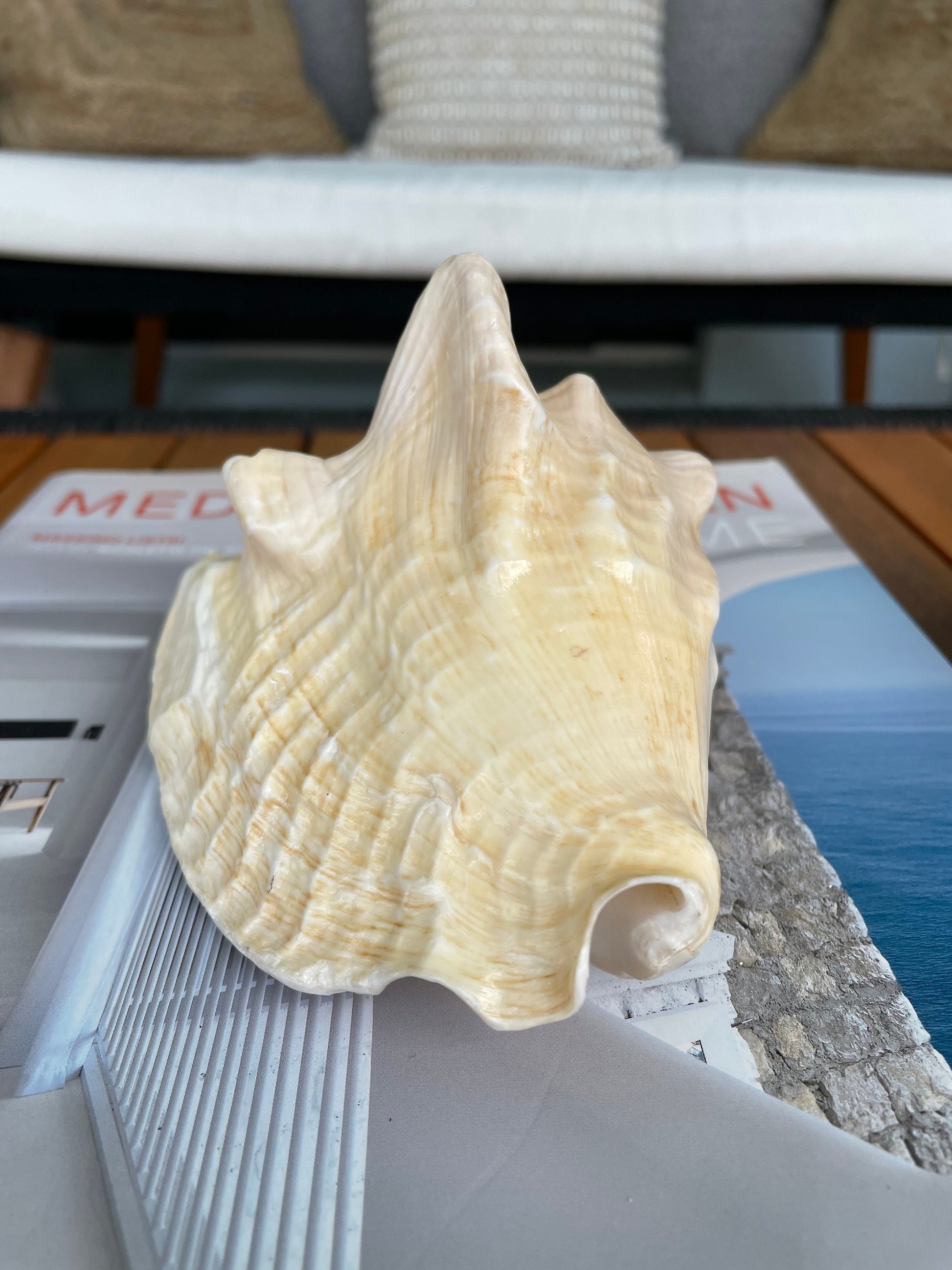 GOLDEN MILK CONCH Shell *All Sizes* Florida Keys Natural Display Seashell Coastal Beach Home Décor