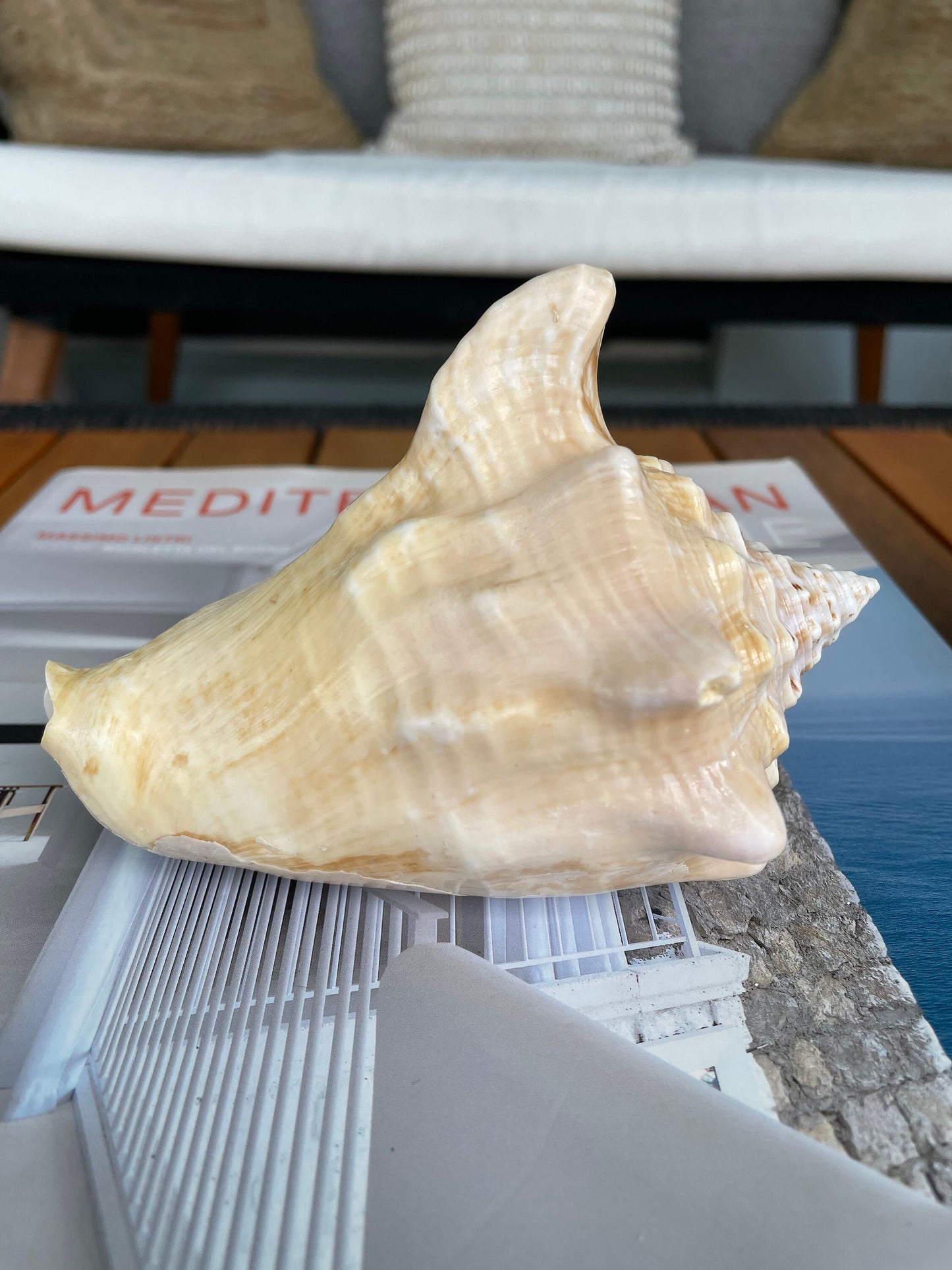 GOLDEN MILK CONCH Shell *All Sizes* Florida Keys Natural Display Seashell Coastal Beach Home Décor