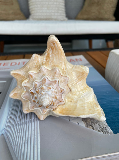 GOLDEN MILK CONCH Shell *All Sizes* Florida Keys Natural Display Seashell Coastal Beach Home Décor