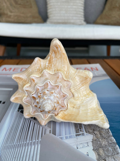 GOLDEN MILK CONCH Shell *All Sizes* Florida Keys Natural Display Seashell Coastal Beach Home Décor